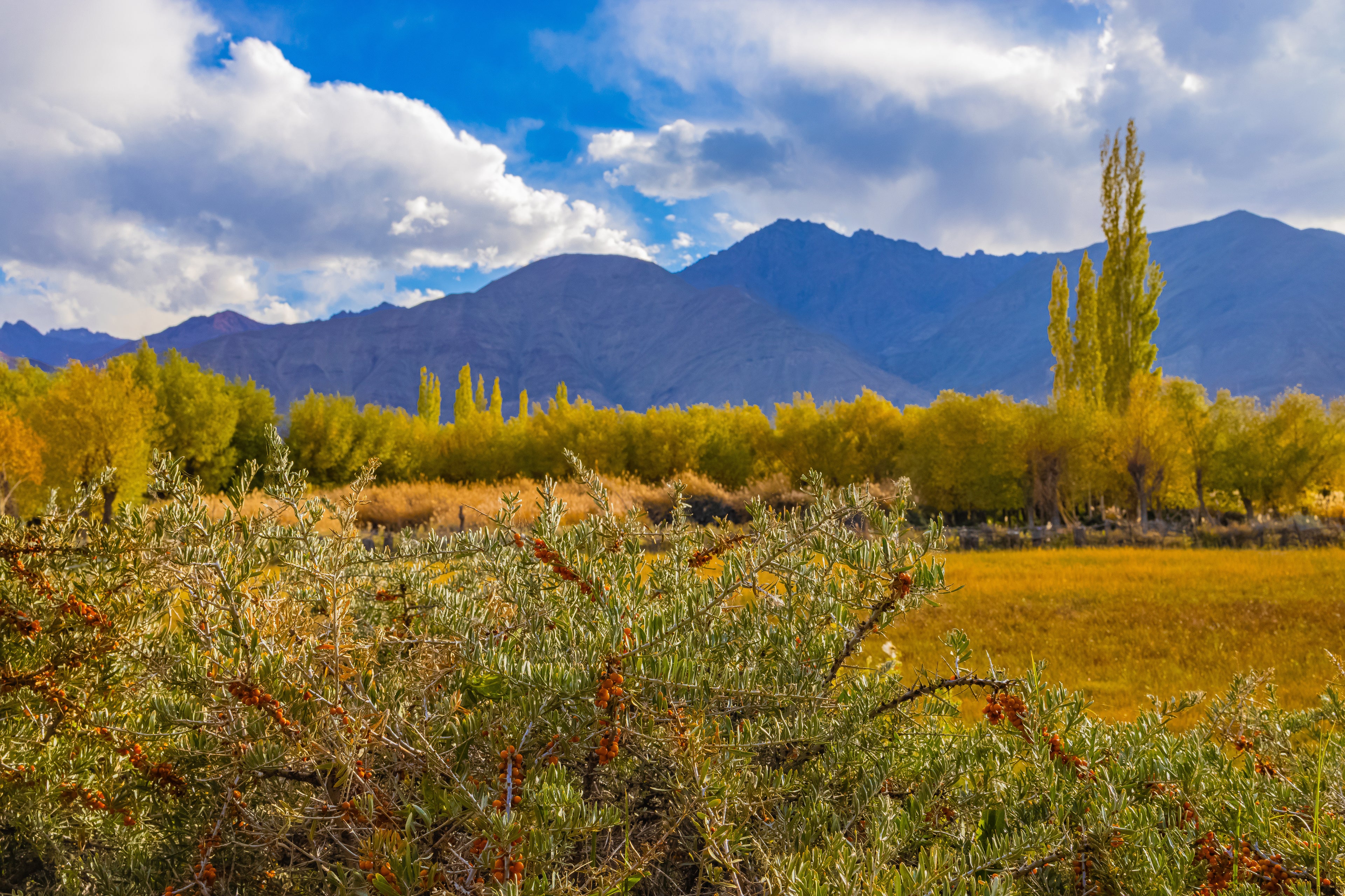 Himalayan sea buckthorn plants growing in Ladakh valley with mountains and golden autumn trees.