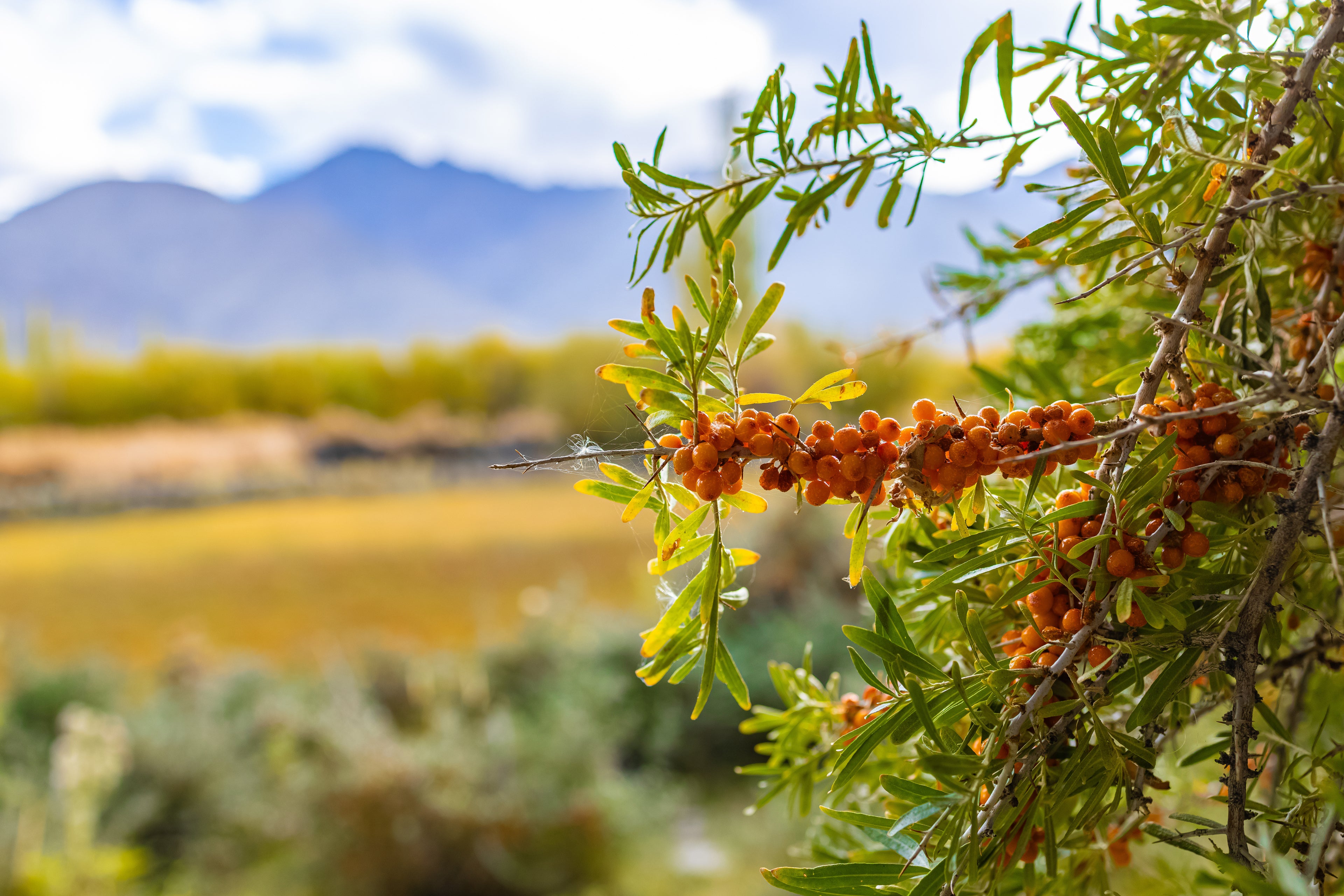 Himalayan sea buckthorn plant with ripe orange berries in Ladakh mountains — natural source of Omega-7 and antioxidants.