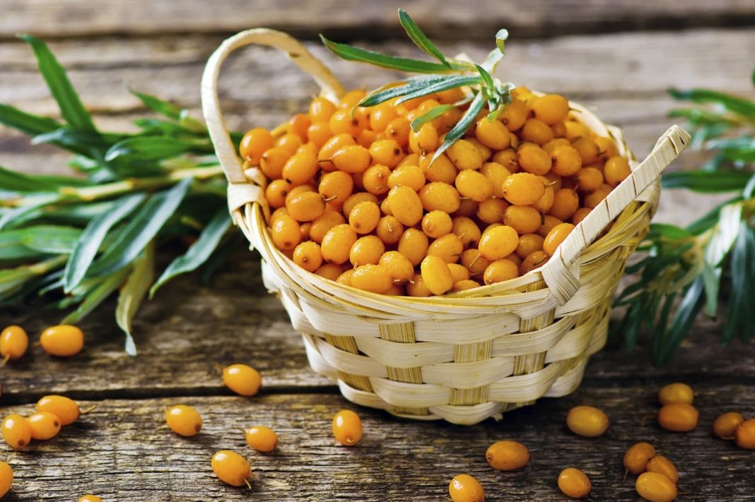 Fresh sea buckthorn berries in a woven basket on rustic wooden table