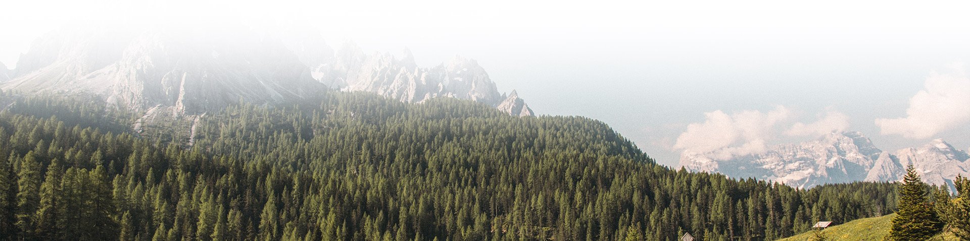 Scenic Himalayan mountain landscape with evergreen forest — source of wild sea buckthorn.