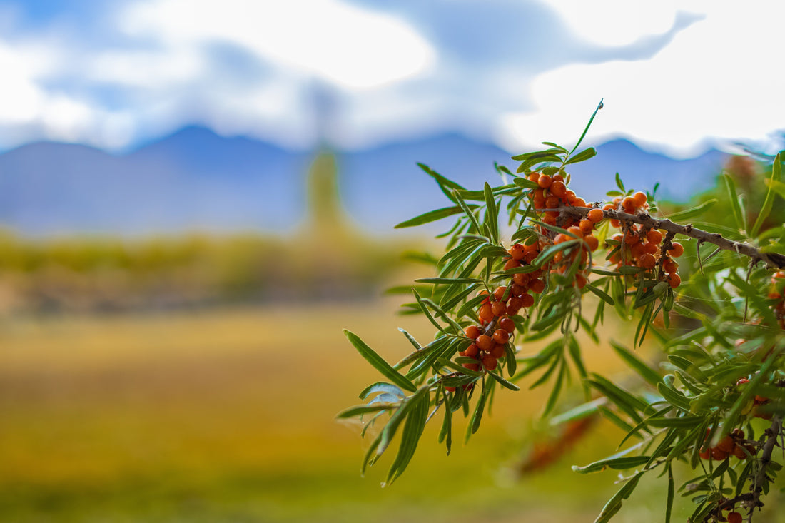 Sea buckthorn berries on a green branch in the high-altitude Himalayas, a nutrient-rich super fruit packed with omega 7 and antioxidants.