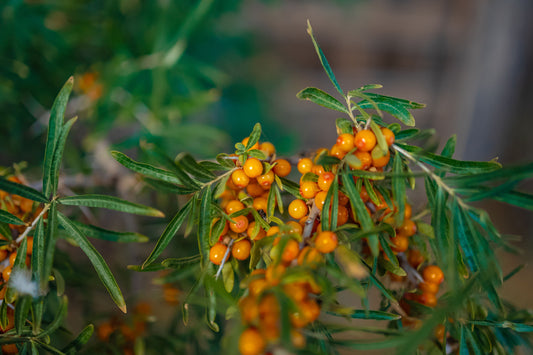 Omega-7 from Himalayan Sea Buckthorn: The Overlooked Fatty Acid for Skin, Heart, and Mucosal Health.