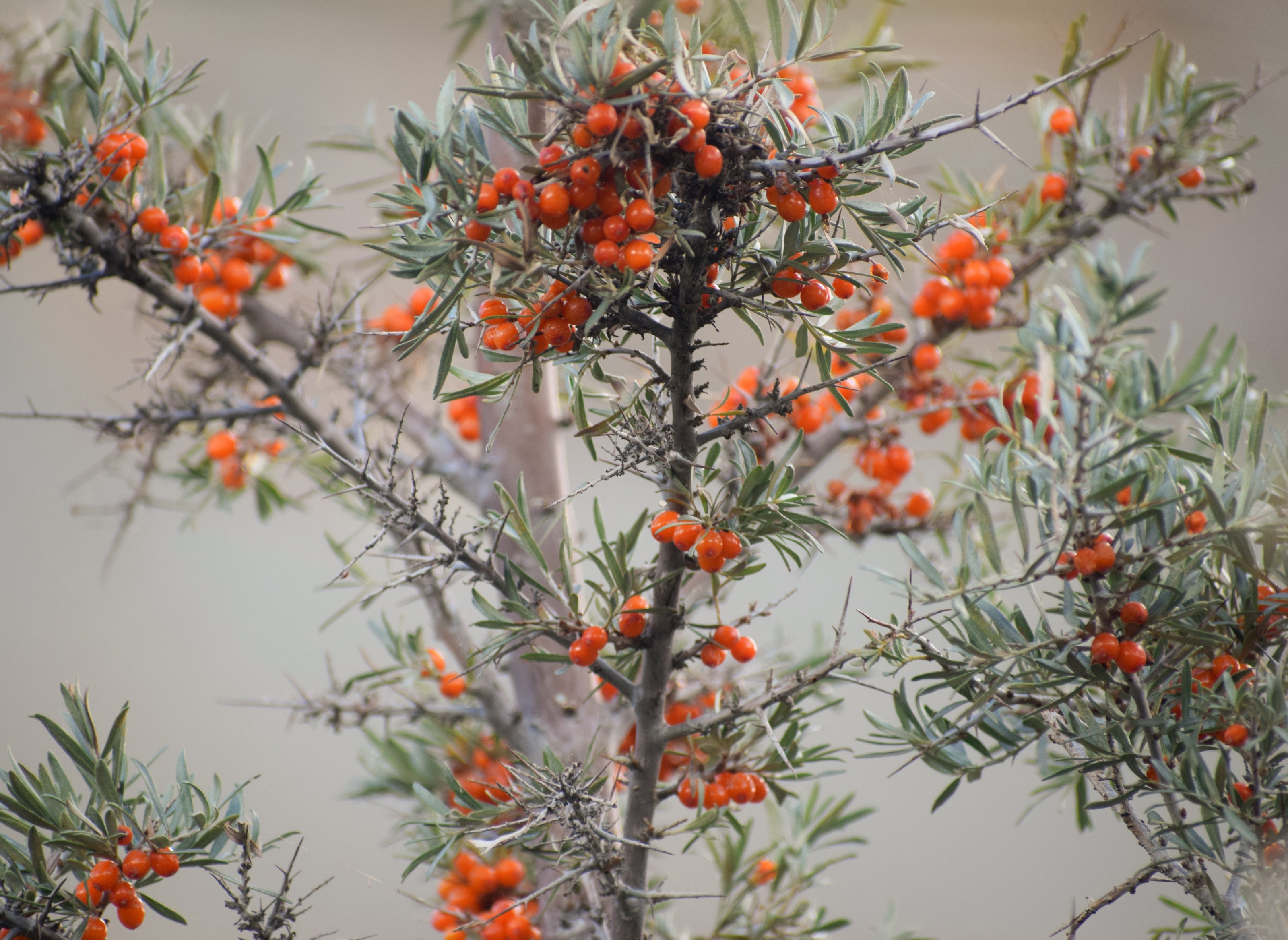 Himalayan wild sea buckthorn plant with ripe orange berries — natural source of Omega-7 and antioxidants.